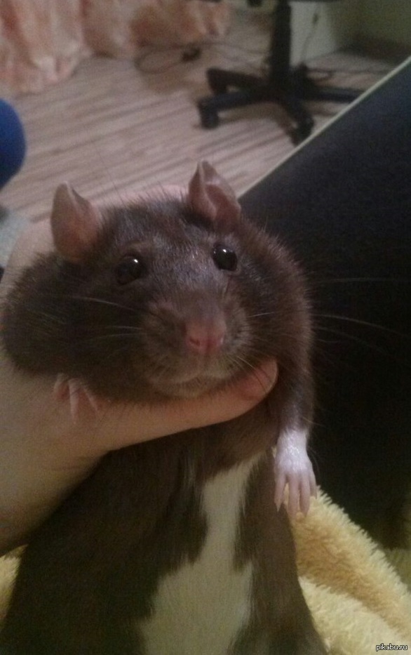 ��� ���� ���-�� ������