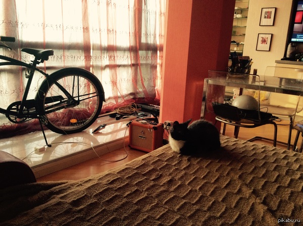 Кисо вписывается в интерьеры