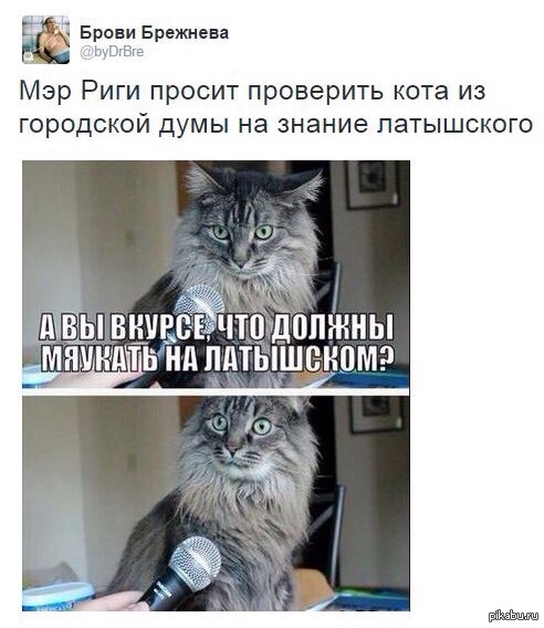 Kakis, sake meow! http://russian.rt.com/article/91170