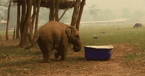 Elephant Sex Gif