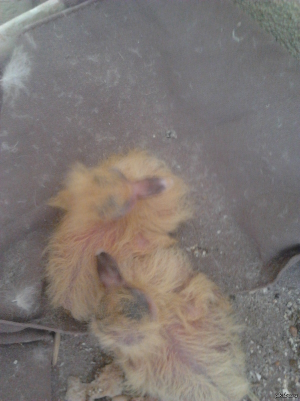 Для тех кто не видел детей голубей!!!