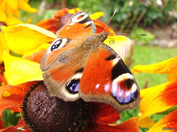 � �������