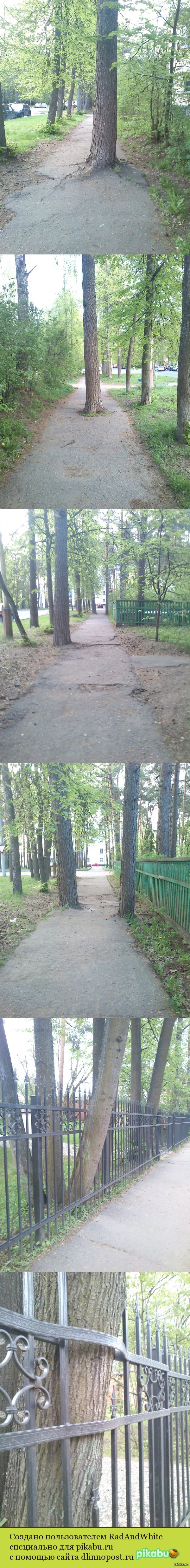 В нашем городе очень любят природу