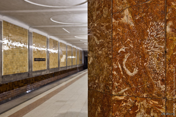 Окаменелая птица в колонне на Красносельской