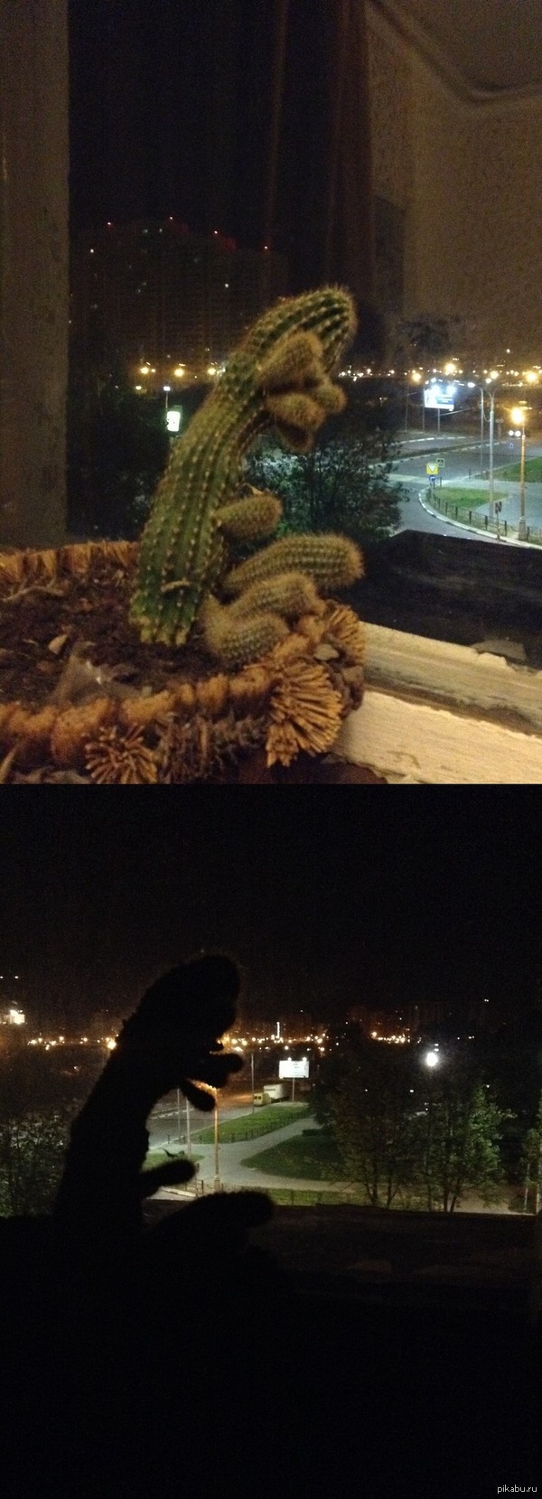 Когда я выключаю свет, мой кактус что-то замышляет...