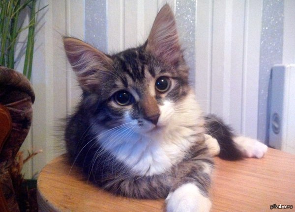 Котика вам в ленту!