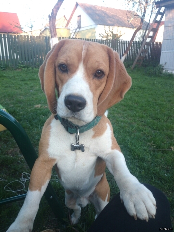 What are you doing here? - My, Beagle, Positive, Dog, Animals