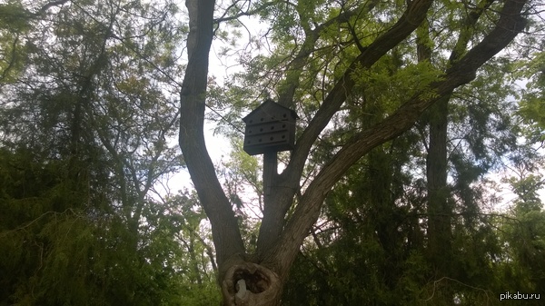 Птичья общага