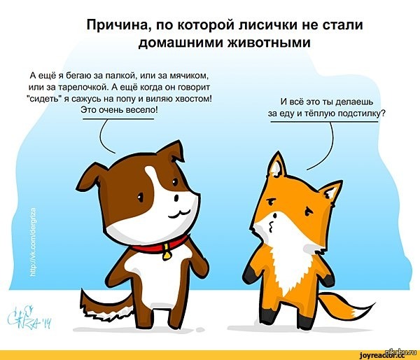 Разница лис и собак