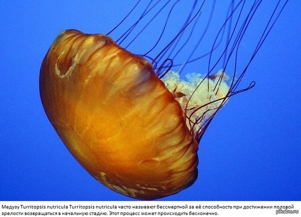  Turritopsis nutricula Turritopsis nutricula 