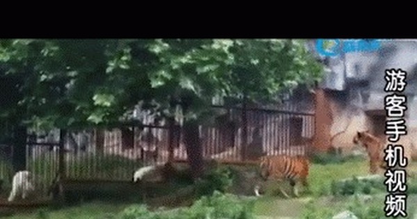 Журавль и тигр картинки плёнка. Тигр и журавль 2023