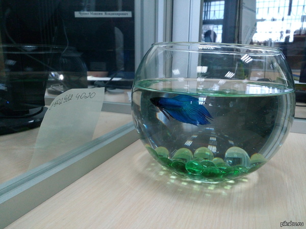 А я на работу рыбку завёл.