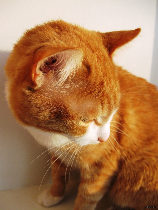 Не стало моего лучшего друга.