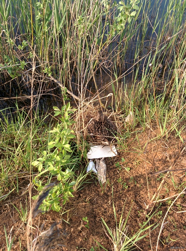 ���� ������������, ���� �� �����, �������� ���� =)