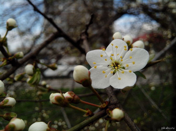 Apple blossom - My, Apple tree, Spring, Bloom, The photo