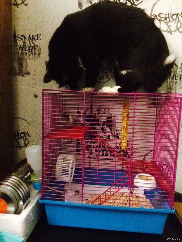 Абсолютно никакого давления на крысу...