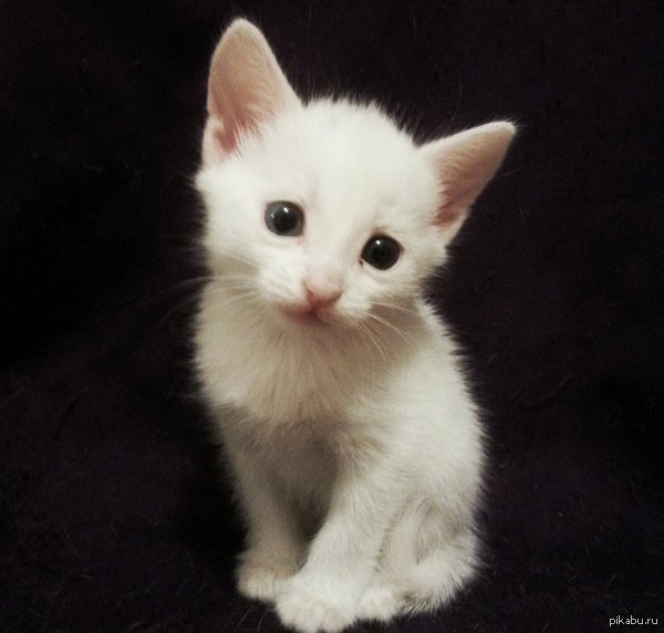 Котенок ищет дом! Казань. Просьба вывести в топ, 2 коммента для минусов внутри.