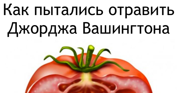 Томат вашингтон