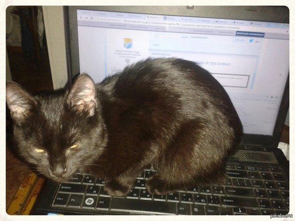 �������� ����