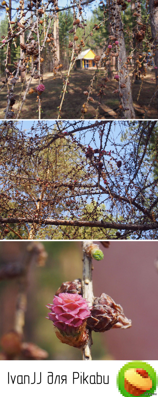 Красавица, сибирская лиственница цветет!