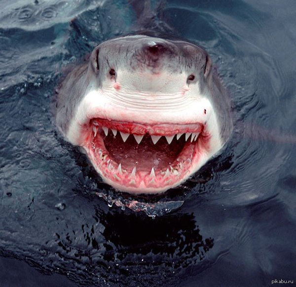 ������� ����� ����� ��������� � �������� ����������.