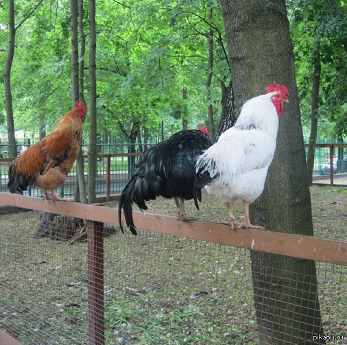 три петуха разного цвета (в москве)