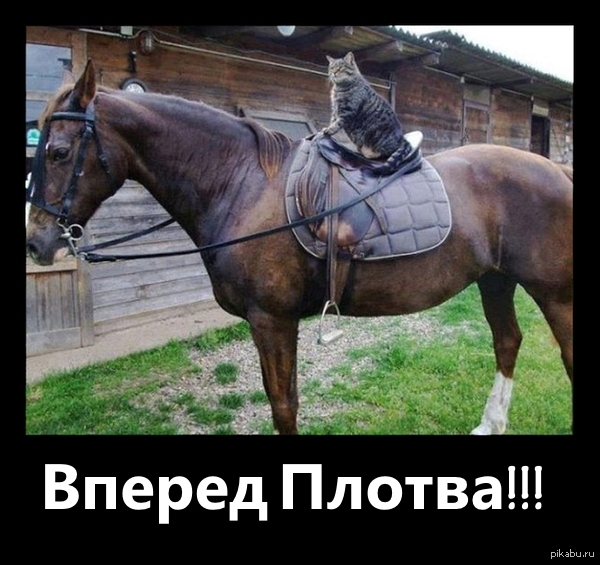 Ведьмак и Коты :D