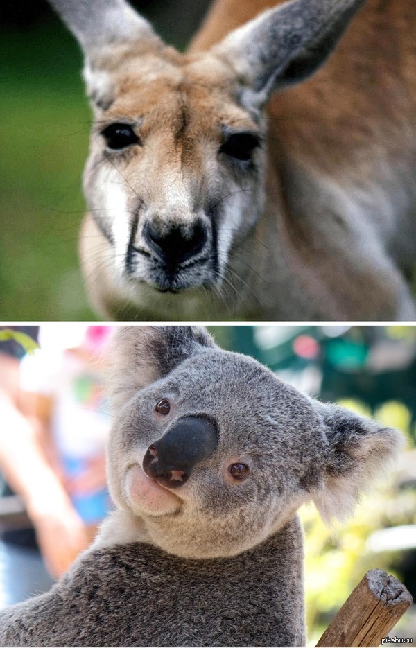 � ���� ��������