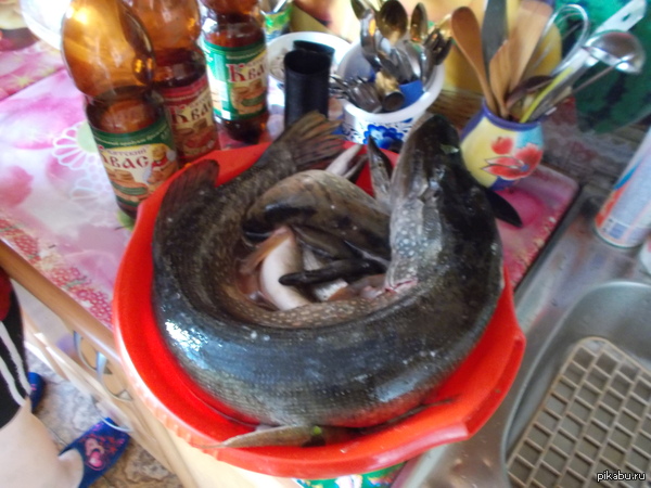 ��� ����