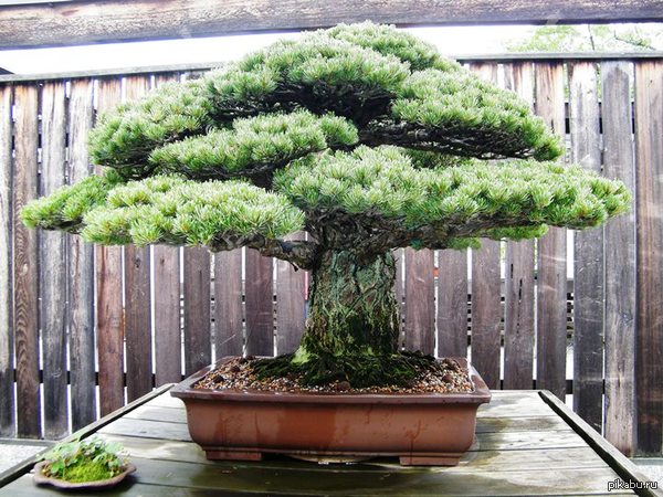 This is a 390 year old bonsai that survived in Hiroshima - Hiroshima, Bonsai, Hot