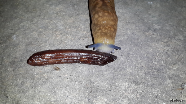 Just a slug eating pasta. - My, Slug, Pasta, Slug