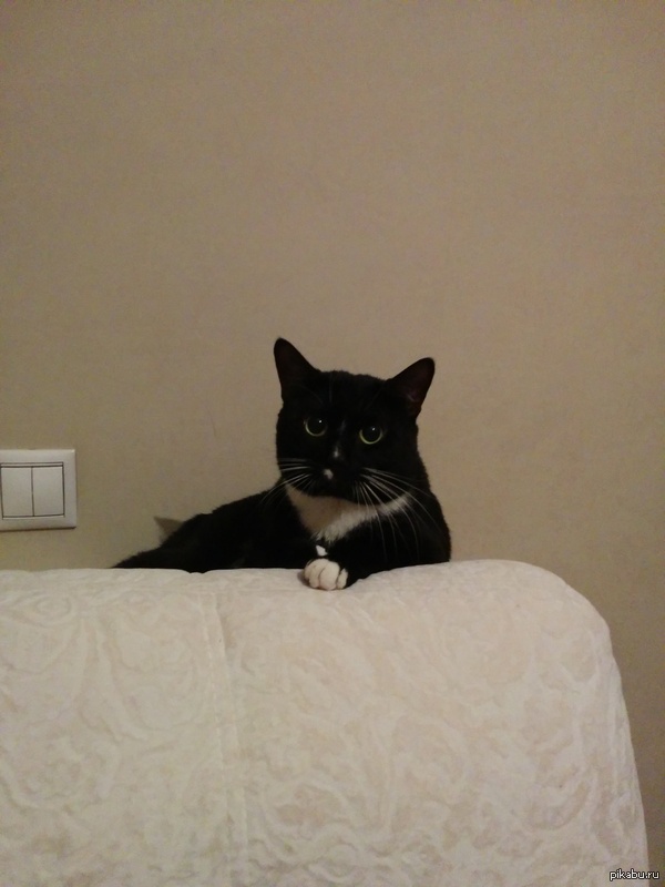 У моего друга есть свой деловой кот