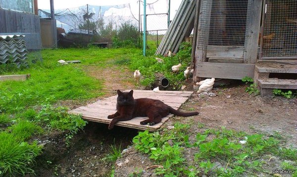 Самый счастливый кот- деревенский кот.