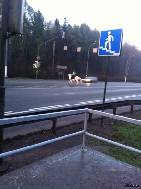 Она на коне