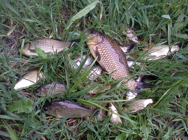 ������ ���� ����