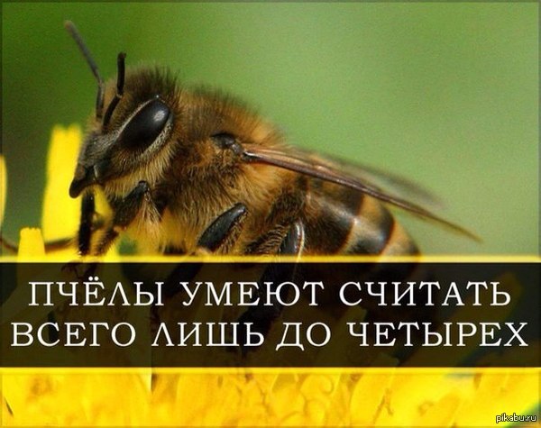 Моя реакция на эти слова была примерно такой: всего лишь до четырех?! Да вы издеваетесь. Удивительно, что пчелы вообще это могут.