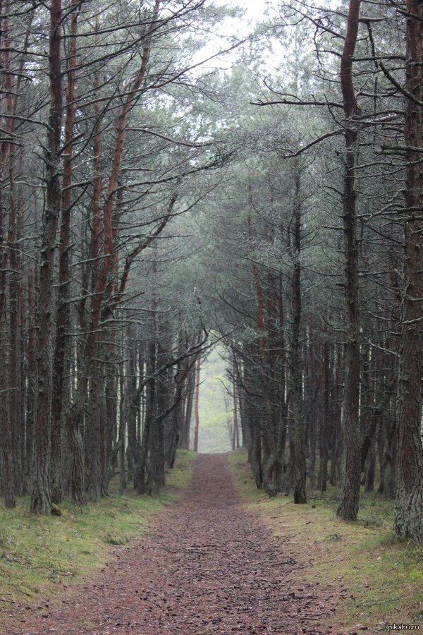 Road to the dancing forest (Curonian Spit, Kaliningrad) - My, Kaliningrad region, dancing forest, Road