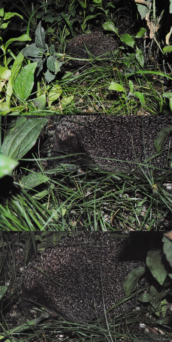 Ночной гость.