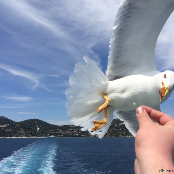 ����� ���� ���������.