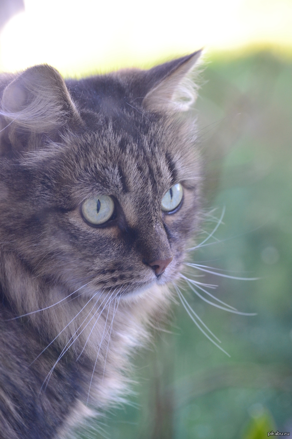 ���� �������� ����� ����.