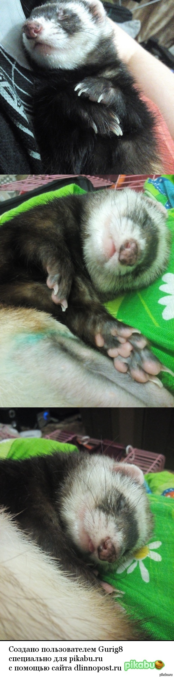 Хорёк - уникальное животное! Он всегда мил и очарователен!