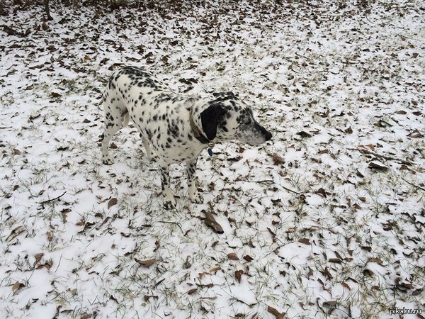 М - маскировка