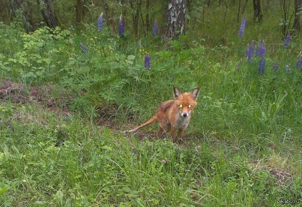 �������� ��� ��� ������� � ����