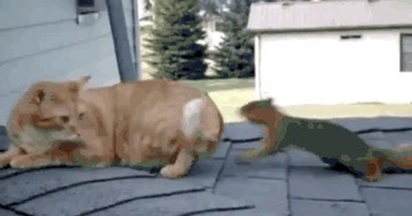 желаем гифка про кота и белку словам режиссера, гафт