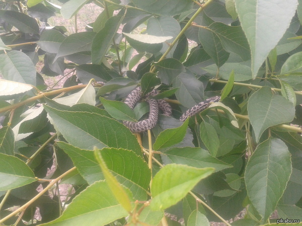 Подскажите, пожалуйста, что за змея?