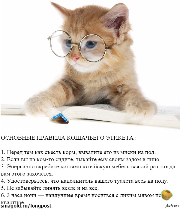 golden rules - Rules, Etiquette, cat, Humor