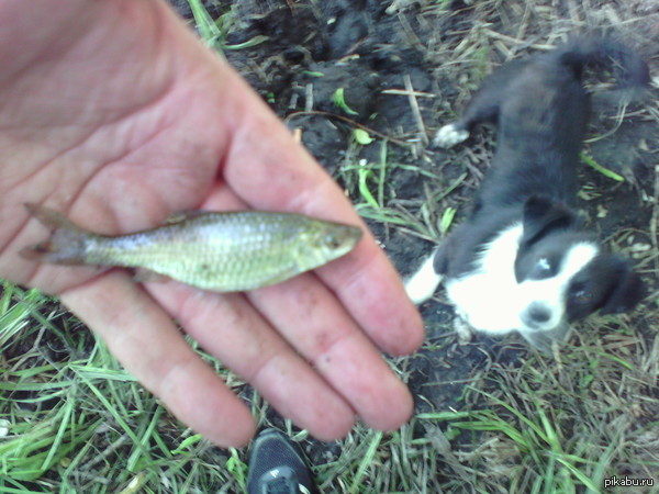 ������� ����, �������� � ������