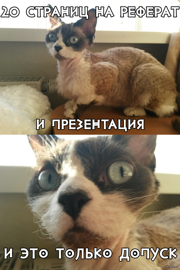 Кот отчетливо передает моё негодование