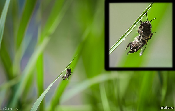 Привет, меня фоткаешь?