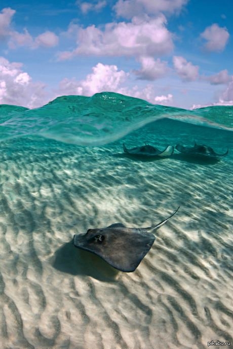 Сон прозрачная вода в море